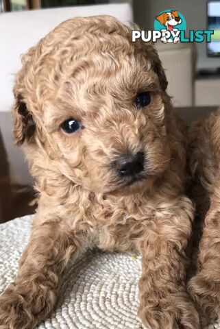 Toy Poodle Puppies