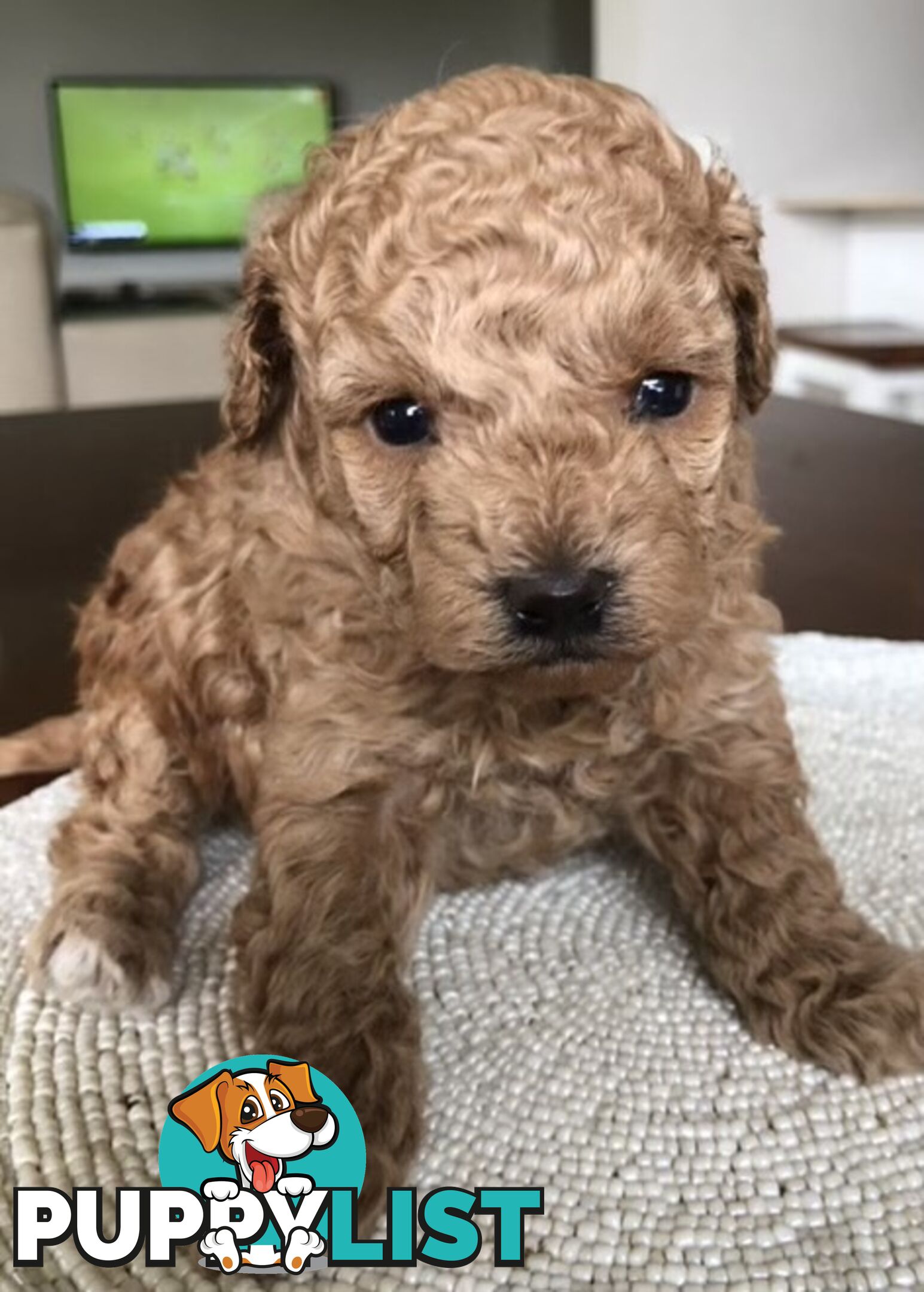 Toy Poodle Puppies