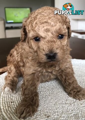 Toy Poodle Puppies