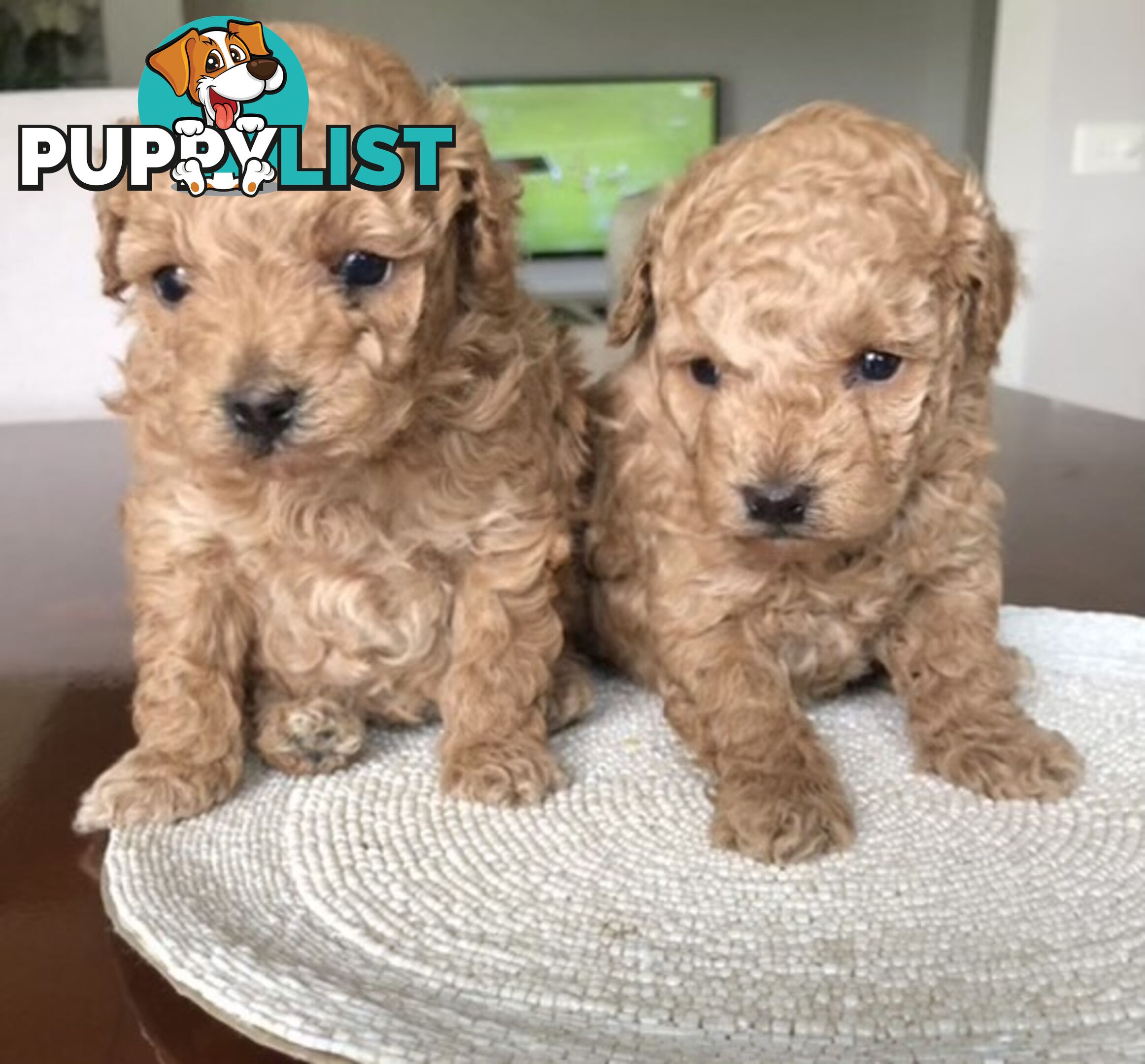 Toy Poodle Puppies