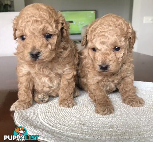 Toy Poodle Puppies