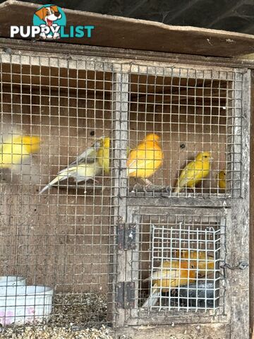 Last years canary’s for sale.