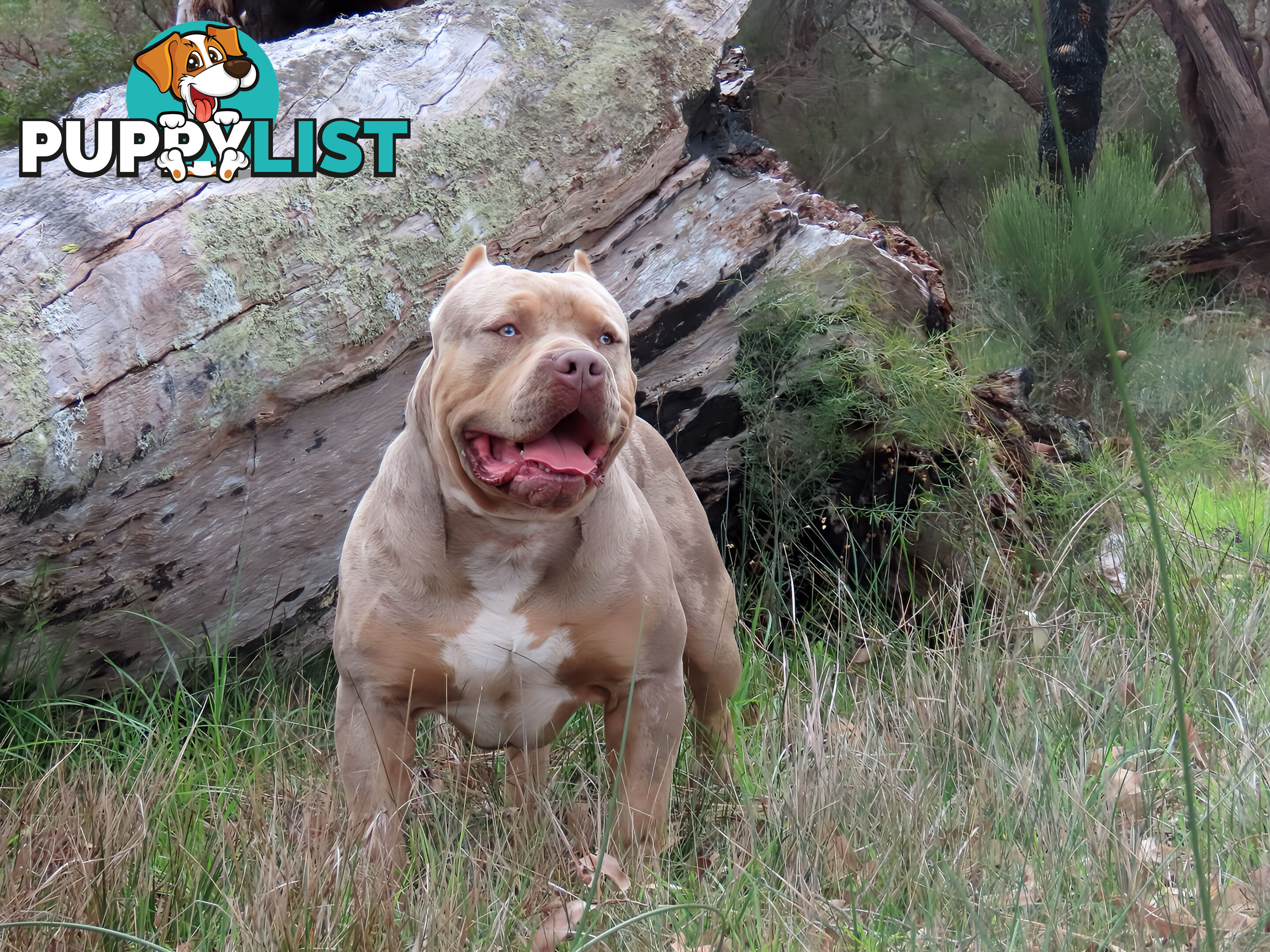 American Bully - FULL IMPORT Bloodlines (XLbullies)