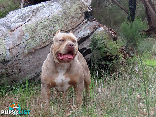 American Bully - FULL IMPORT Bloodlines (XLbullies)