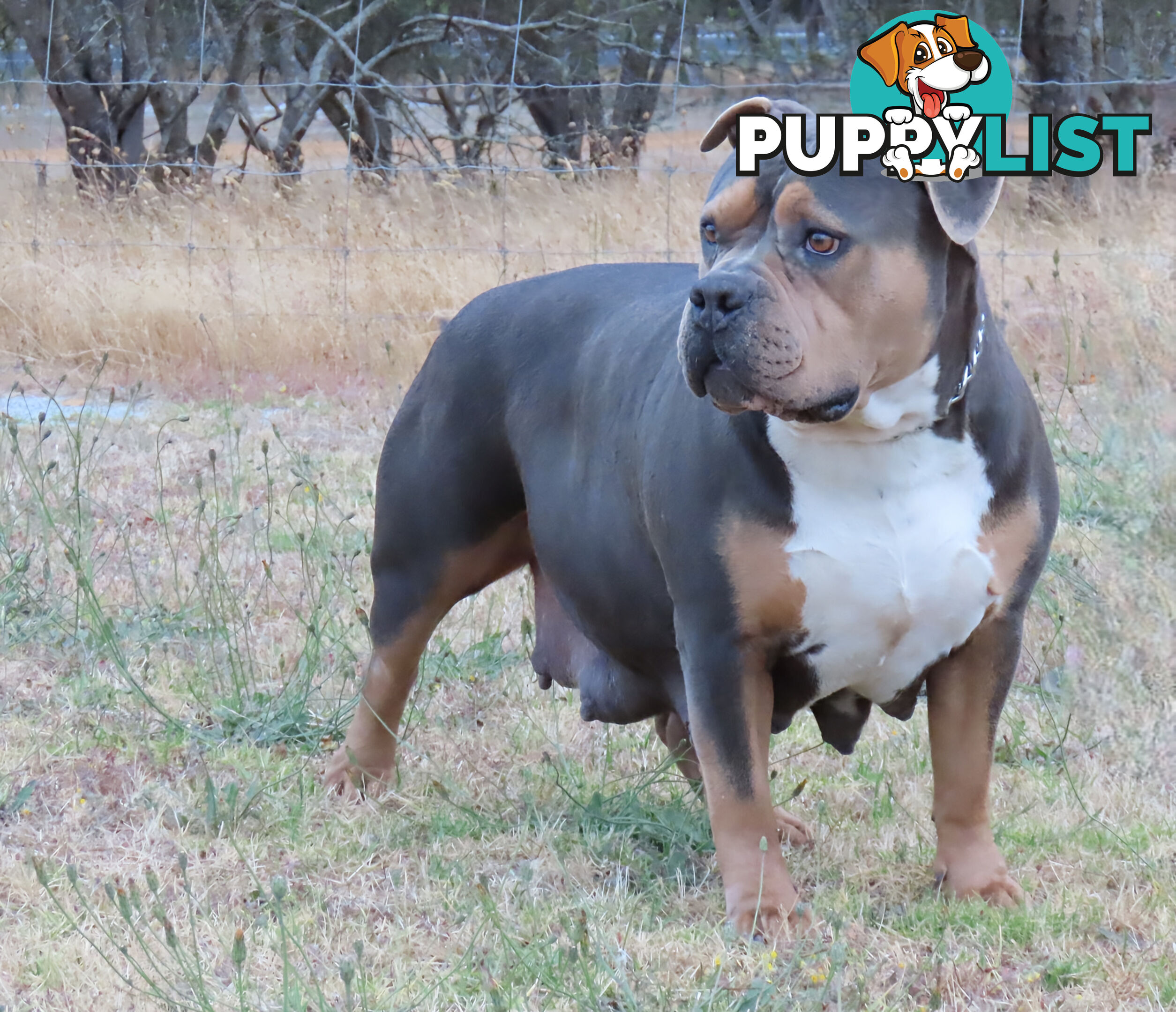 American Bully - FULL IMPORT Bloodlines (XLbullies)