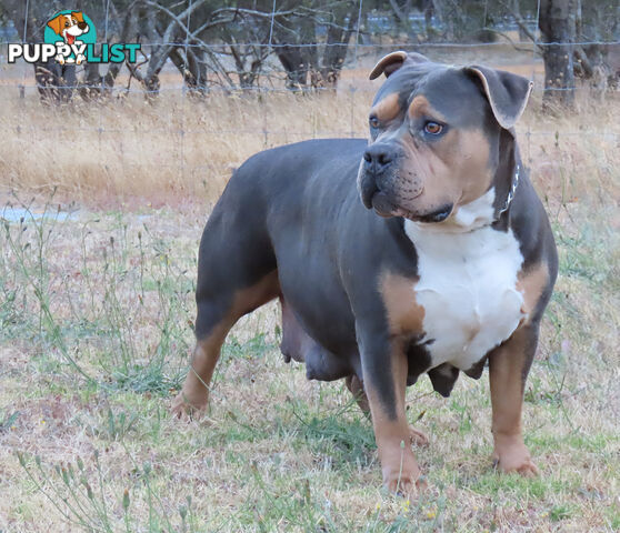 American Bully - FULL IMPORT Bloodlines (XLbullies)