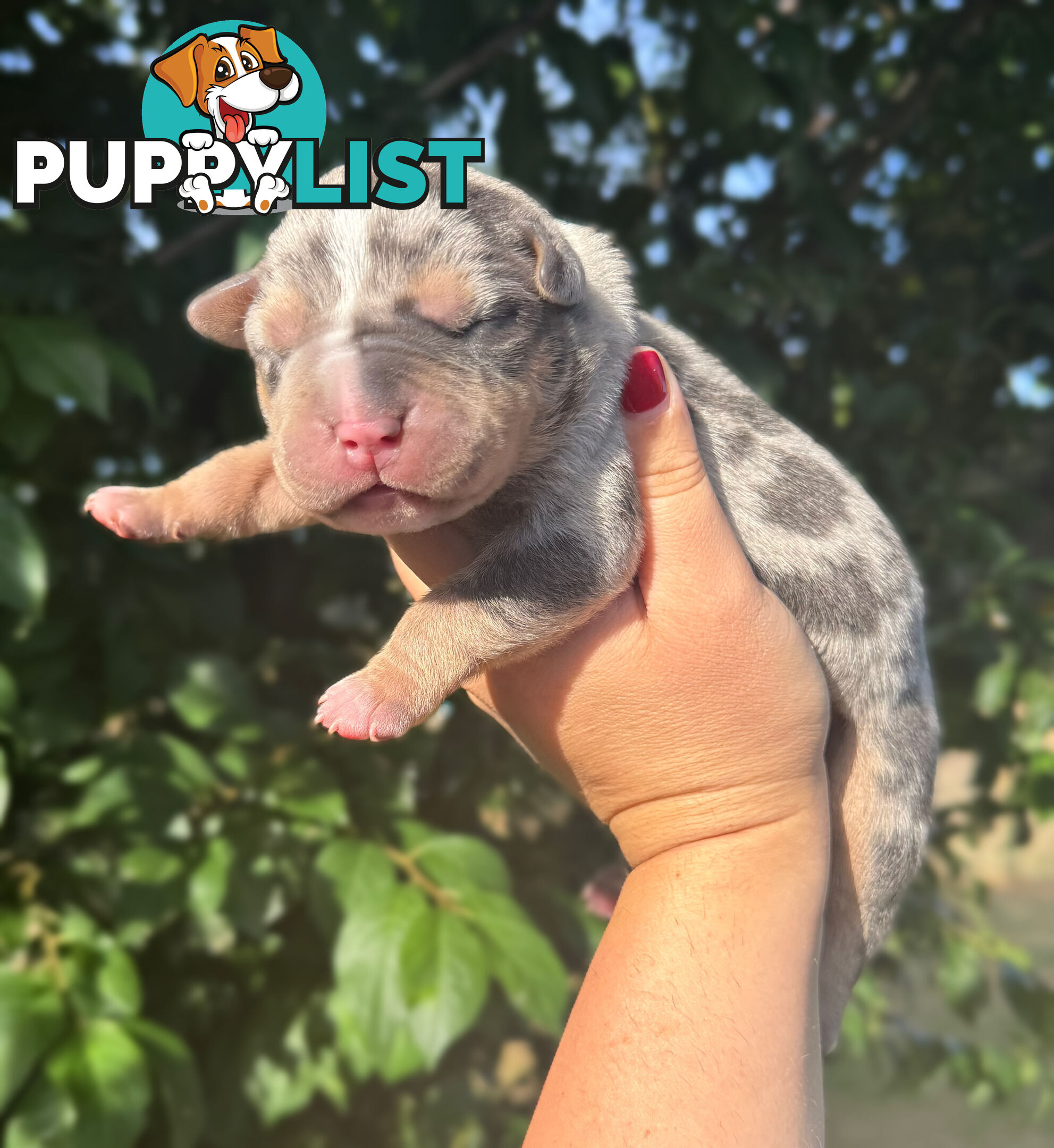 American Bully - FULL IMPORT Bloodlines (XLbullies)