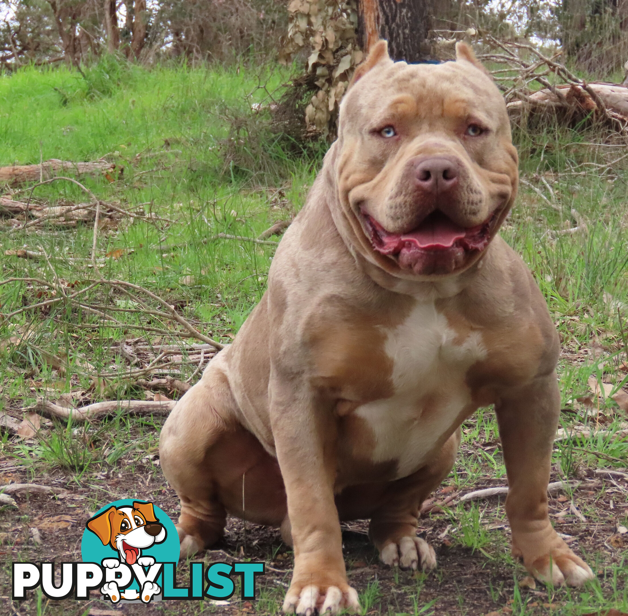 American Bully - FULL IMPORT Bloodlines (XLbullies)