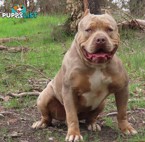 American Bully - FULL IMPORT Bloodlines (XLbullies)