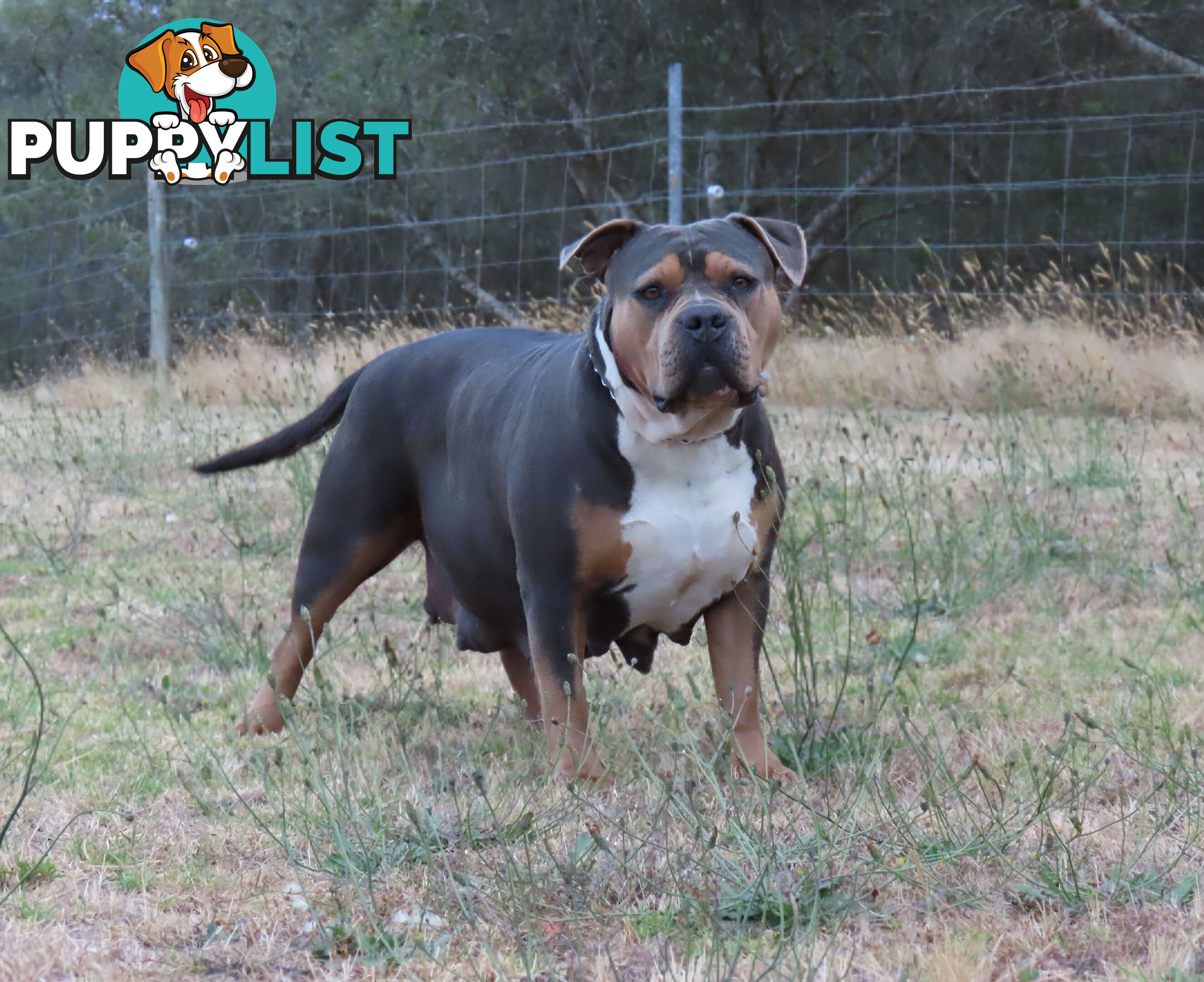 American Bully - FULL IMPORT Bloodlines (XLbullies)