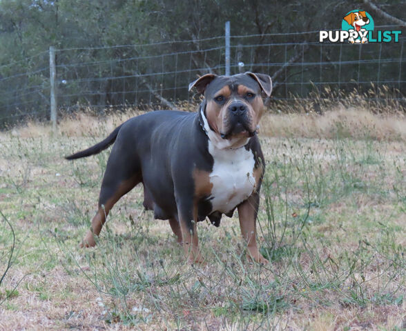 American Bully - FULL IMPORT Bloodlines (XLbullies)