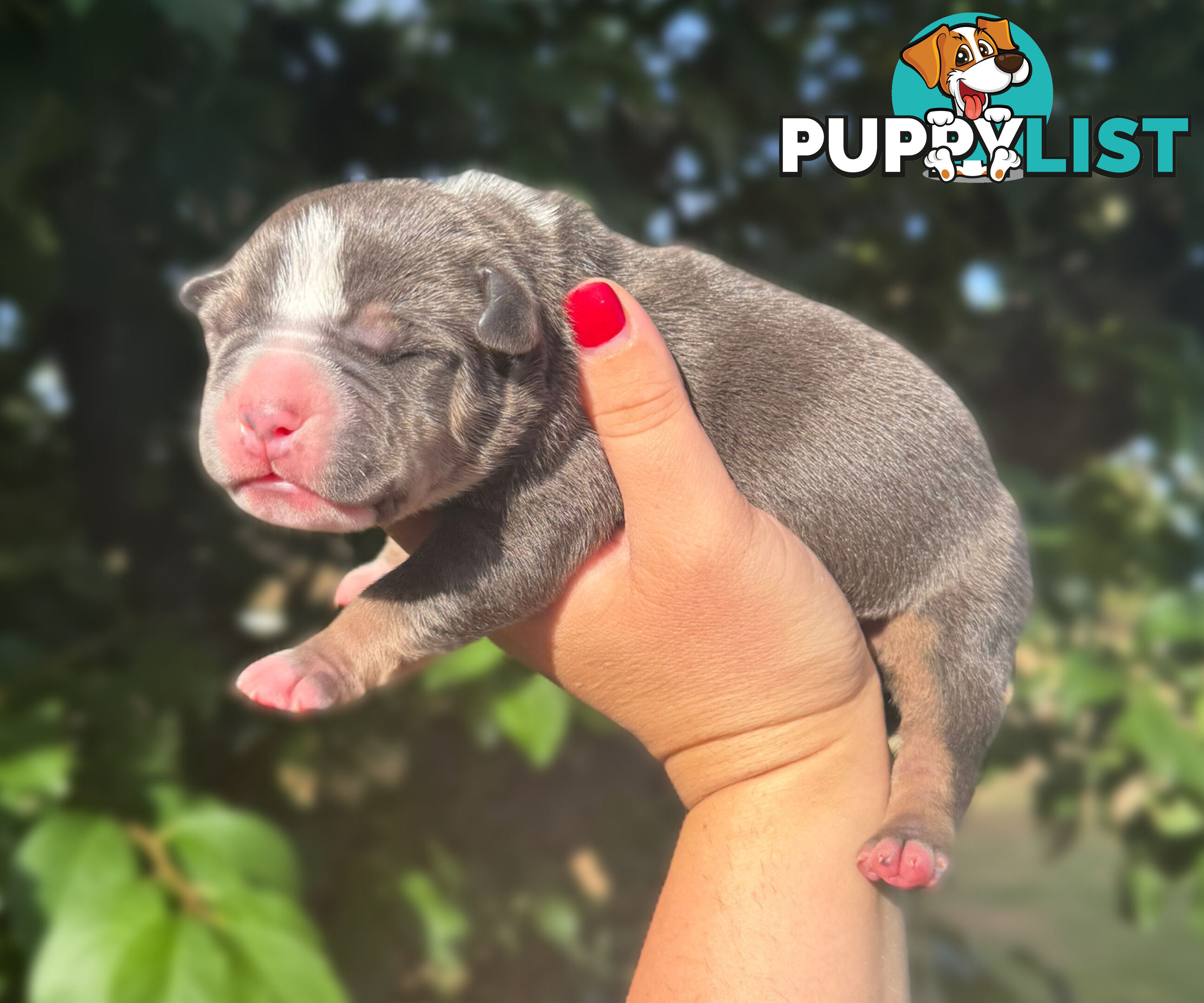 American Bully - FULL IMPORT Bloodlines (XLbullies)