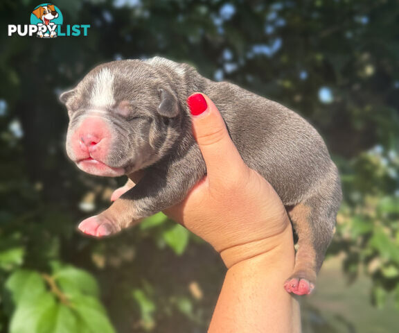 American Bully - FULL IMPORT Bloodlines (XLbullies)