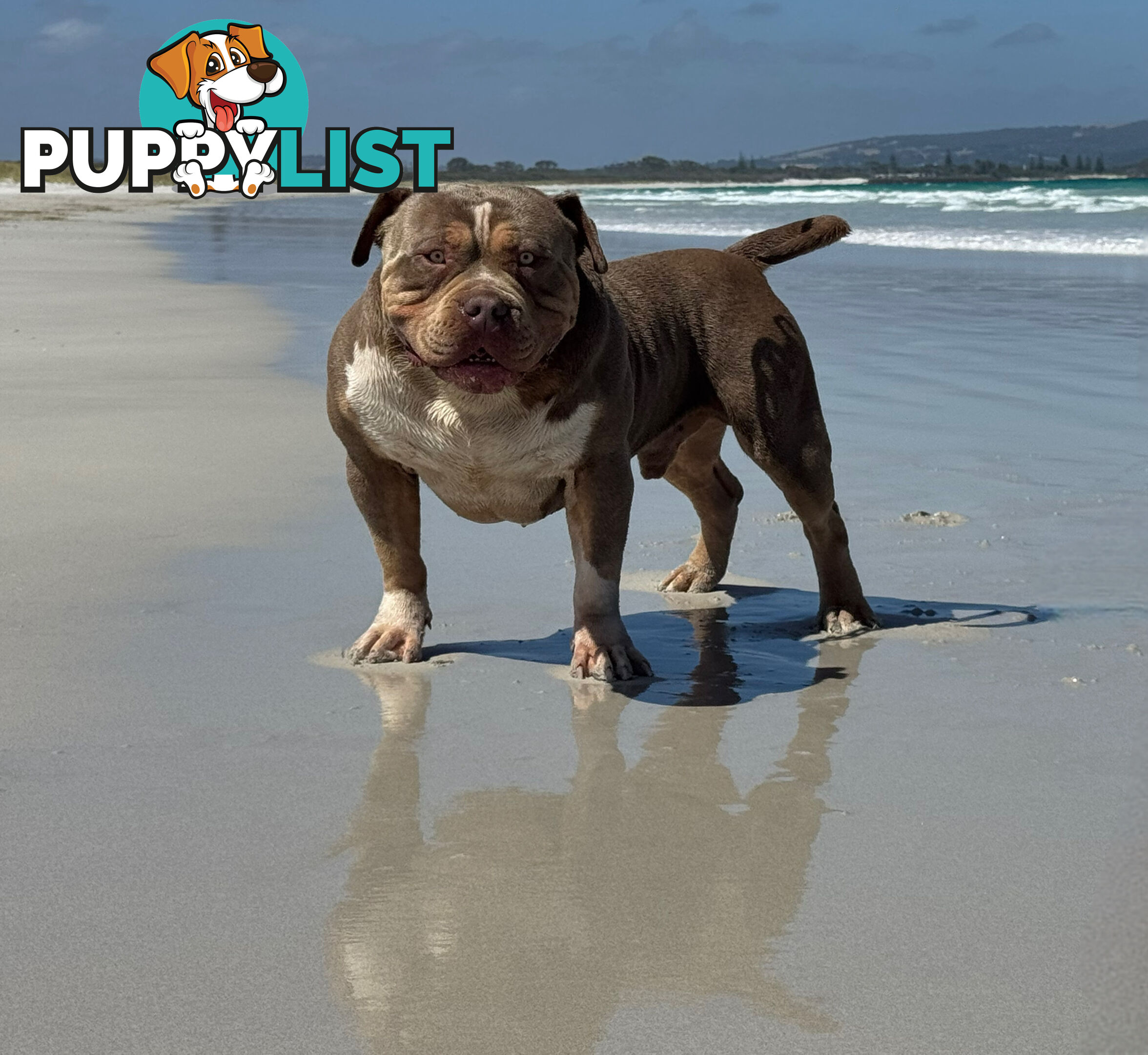 American Bully - FULL IMPORT Bloodlines (XLbullies)