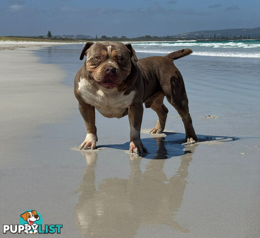 American Bully - FULL IMPORT Bloodlines (XLbullies)