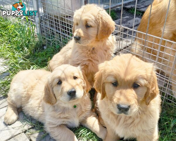 Purebred gold retriever