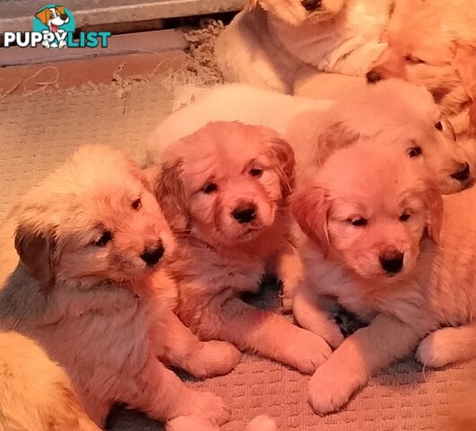 Purebred gold retriever