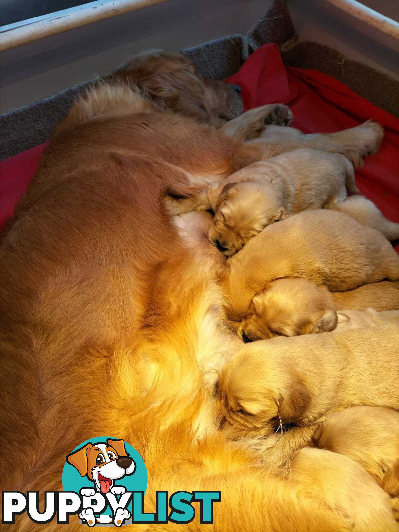 Purebred gold retriever