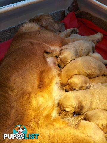 Purebred gold retriever