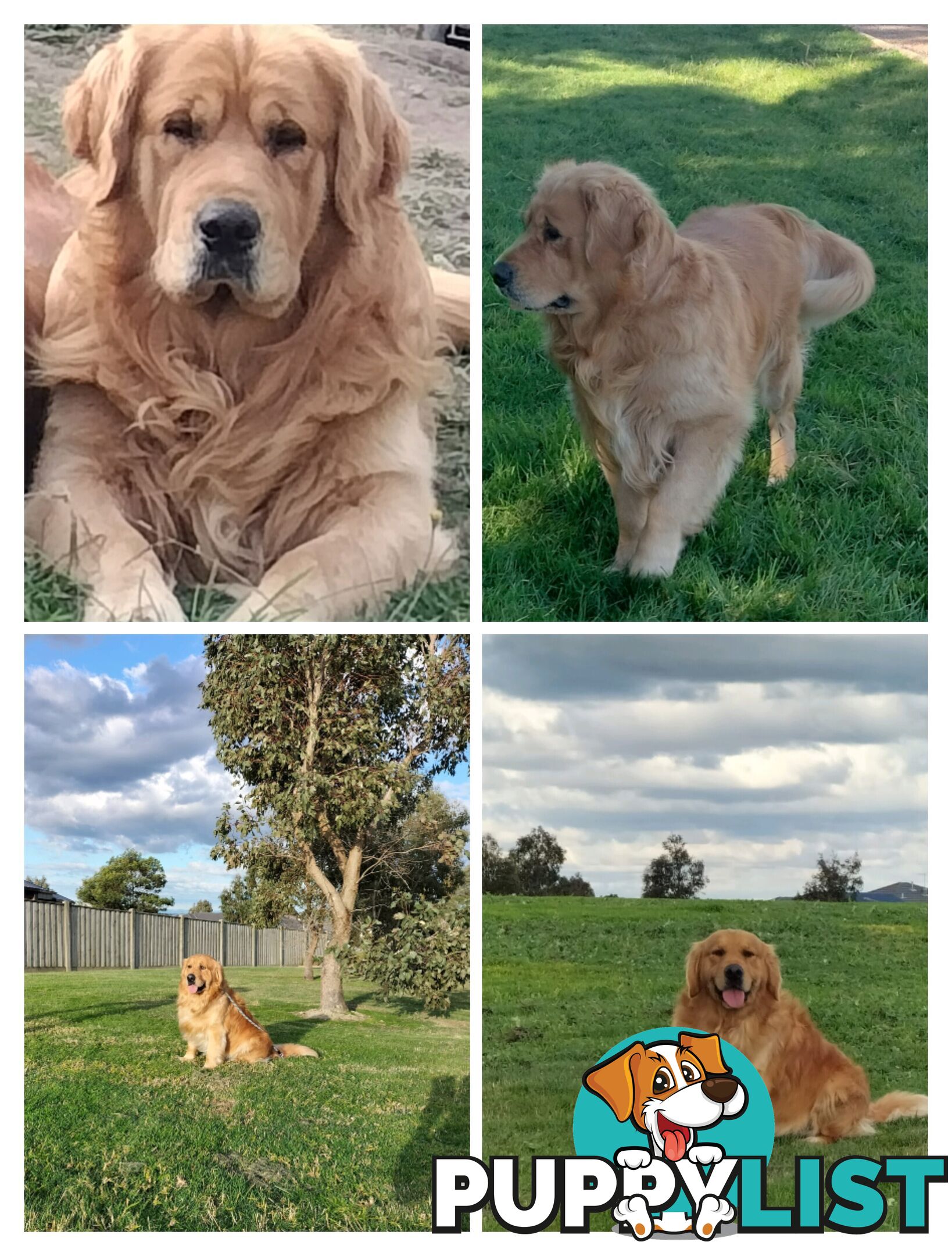 Purebred gold retriever