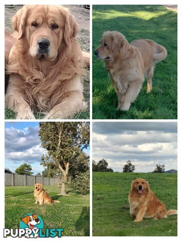 Purebred gold retriever