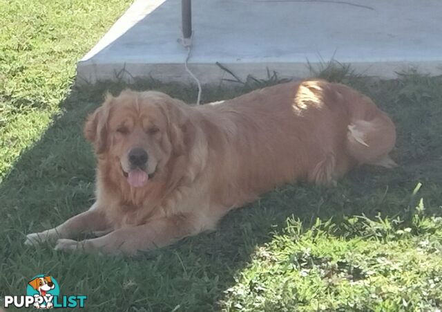 Purebred gold retriever