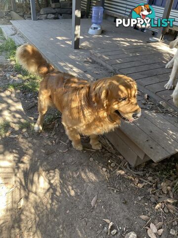 Purebred gold retriever