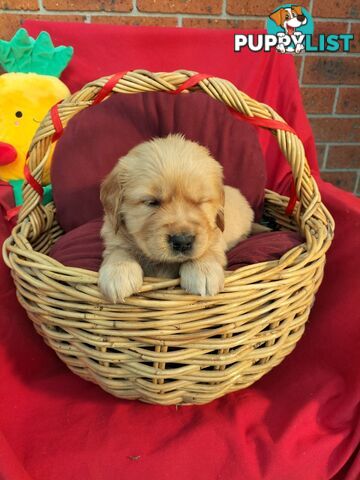 100% Purebred gold retriever