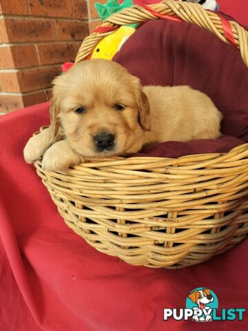 100% Purebred gold retriever