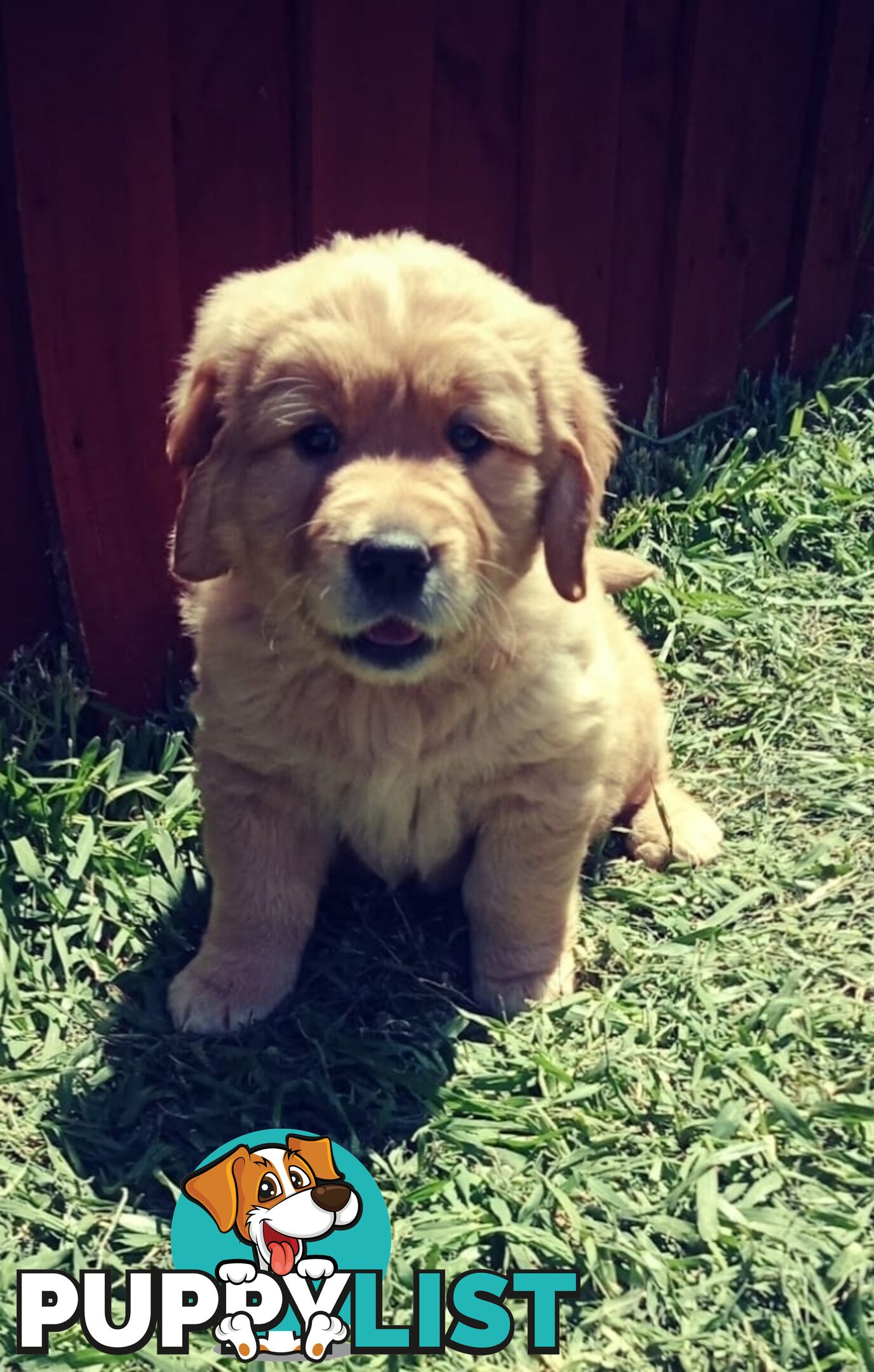 100% Purebred gold retriever