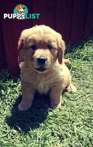 100% Purebred gold retriever