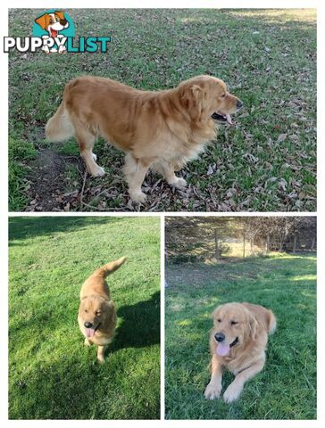 100% Purebred gold retriever