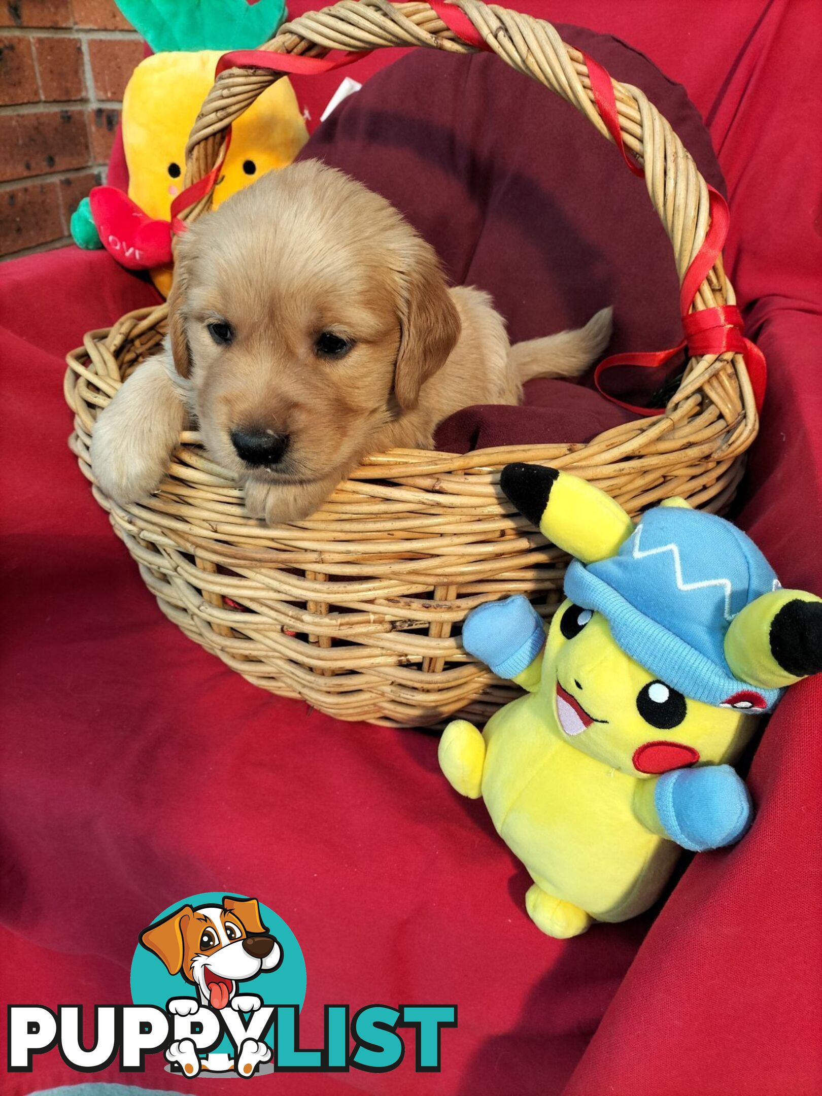 100% Purebred gold retriever