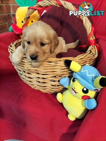 100% Purebred gold retriever