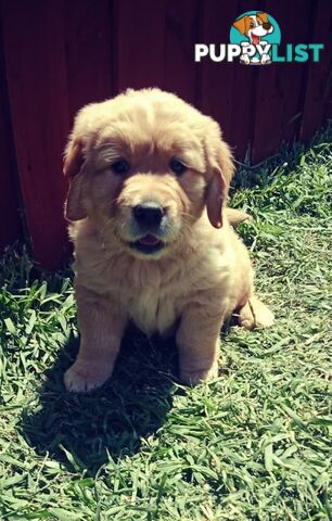 100% Purebred gold retriever
