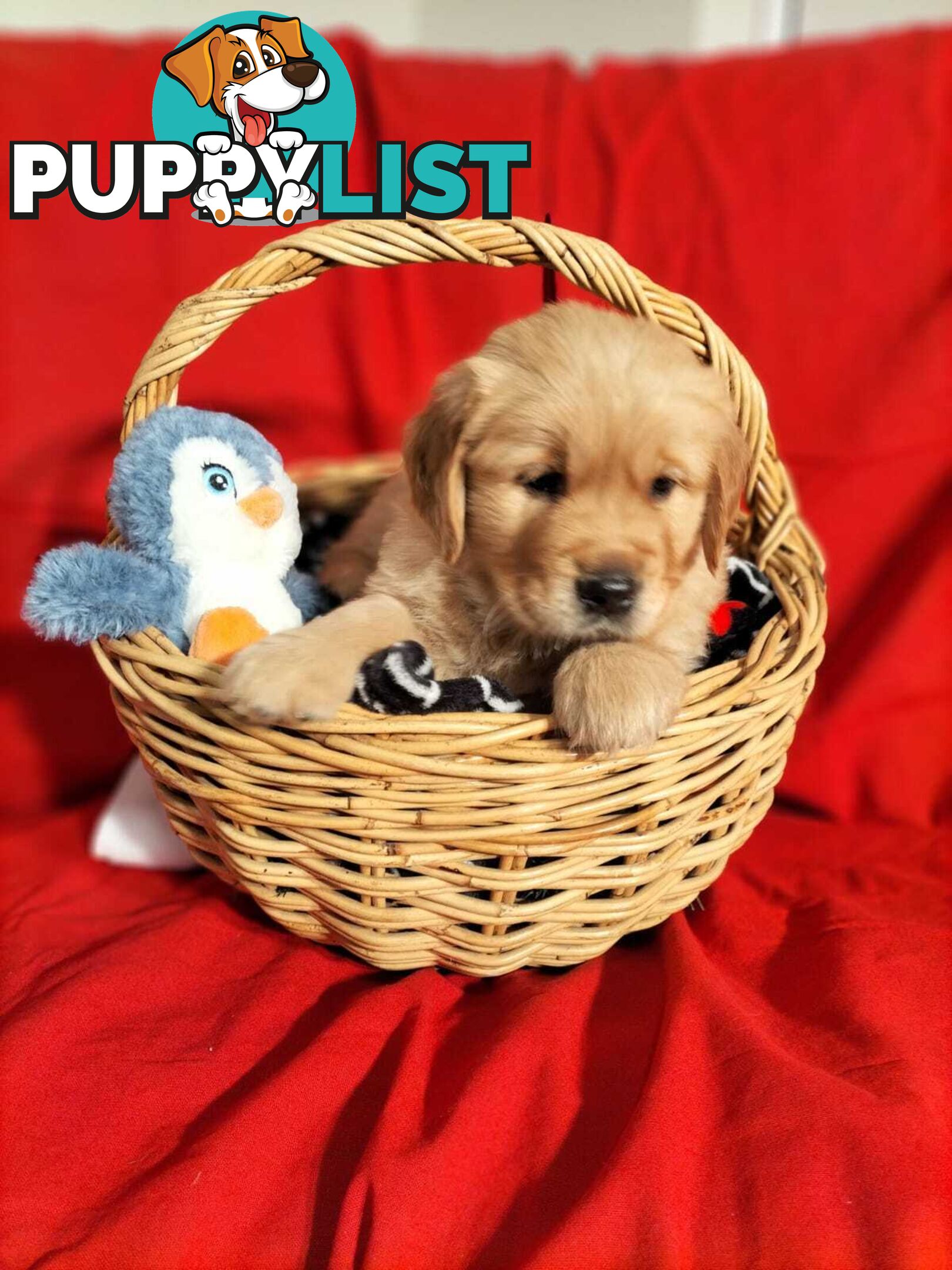 100% Purebred gold retriever