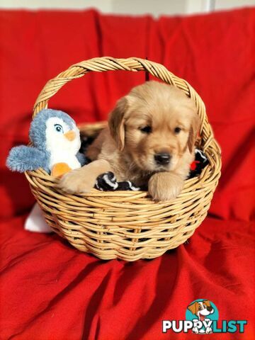 100% Purebred gold retriever