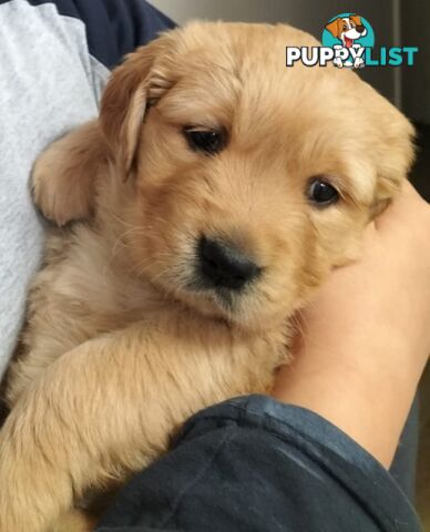 100% Purebred gold retriever