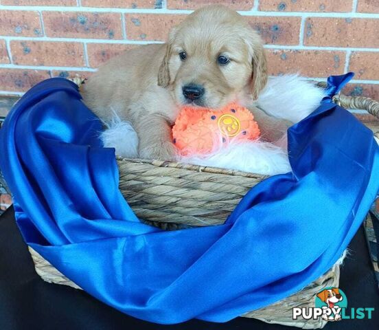 100% Purebred gold retriever