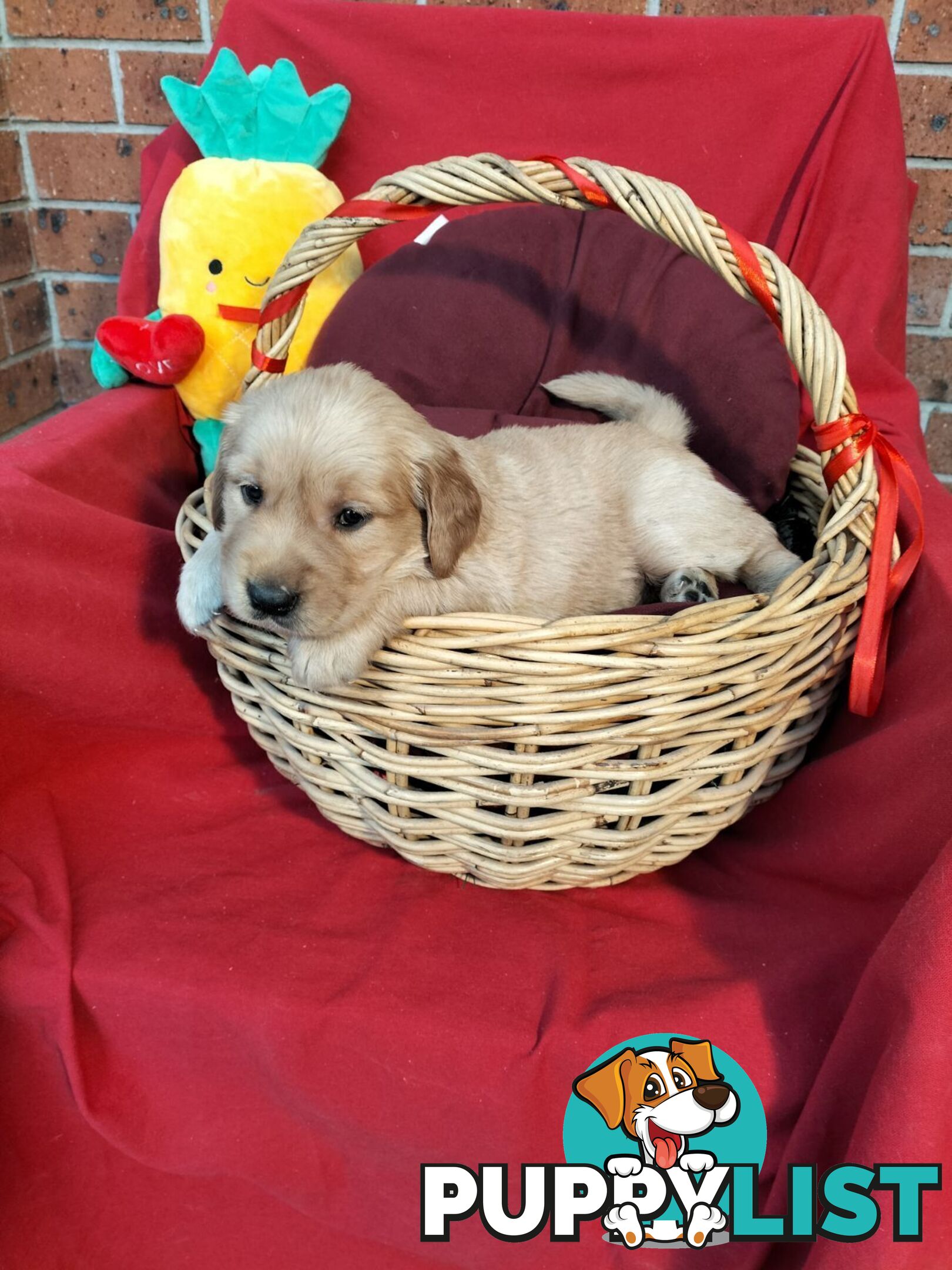 100% Purebred gold retriever