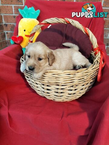 100% Purebred gold retriever