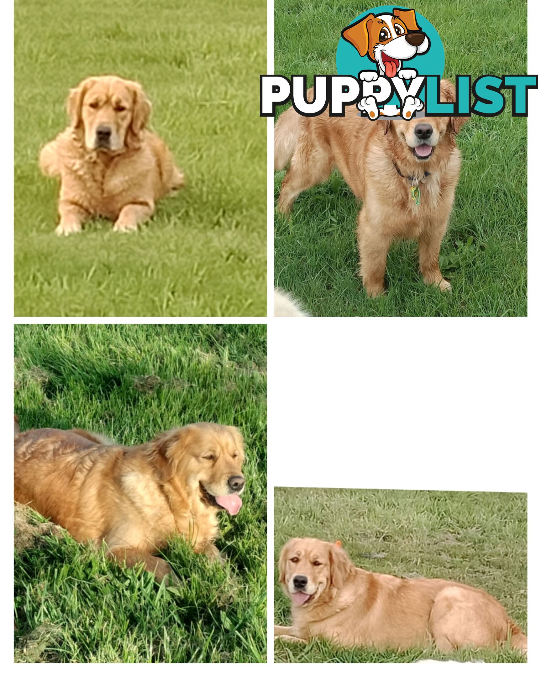 100% Purebred gold retriever