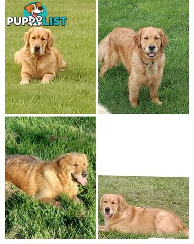 100% Purebred gold retriever