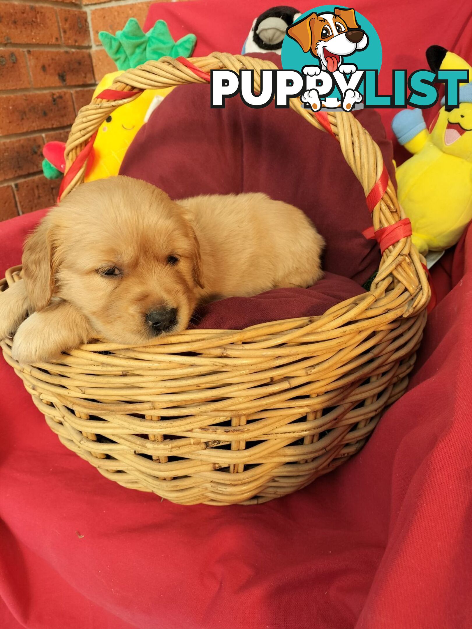 100% Purebred gold retriever