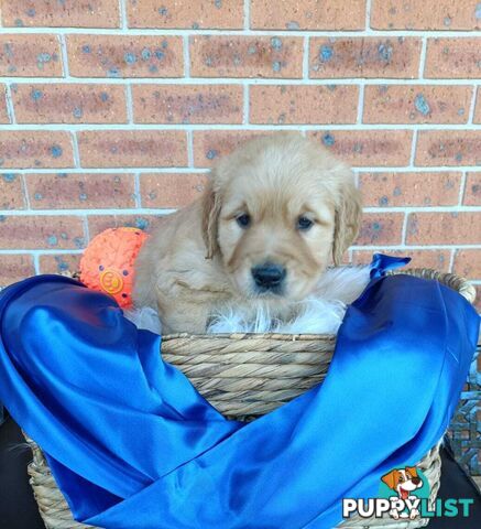 100% Purebred gold retriever