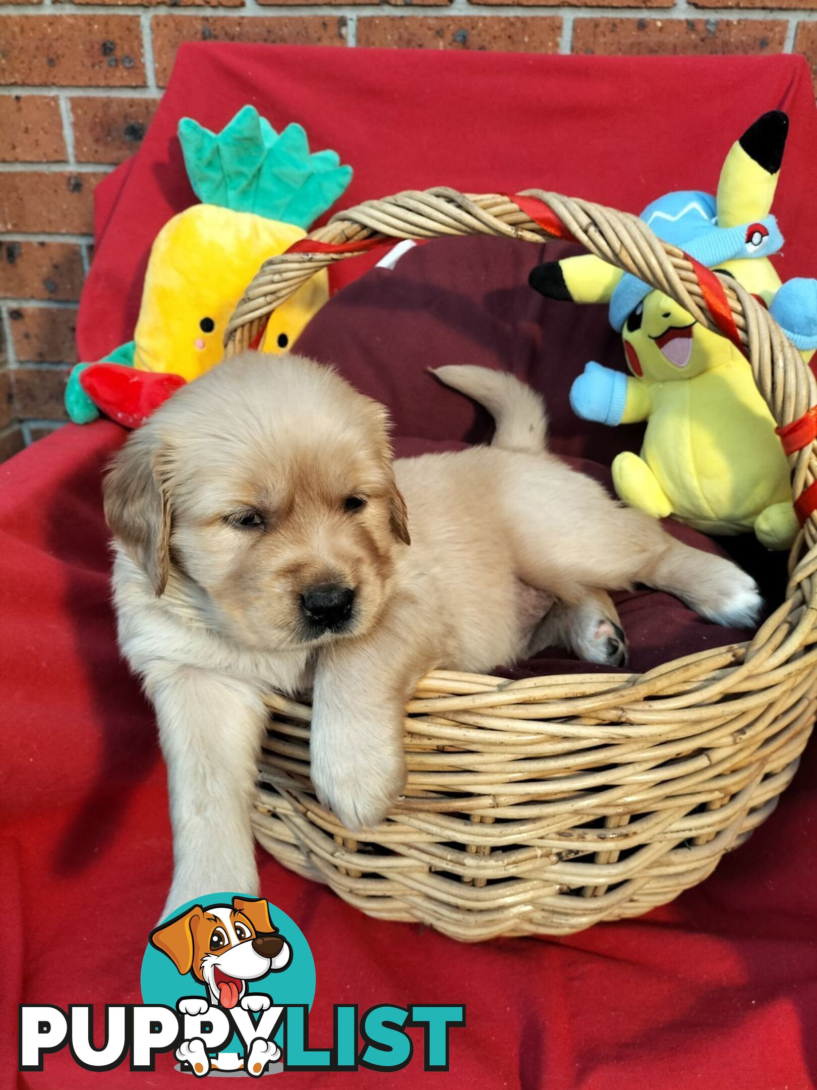100% Purebred gold retriever