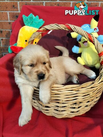 100% Purebred gold retriever