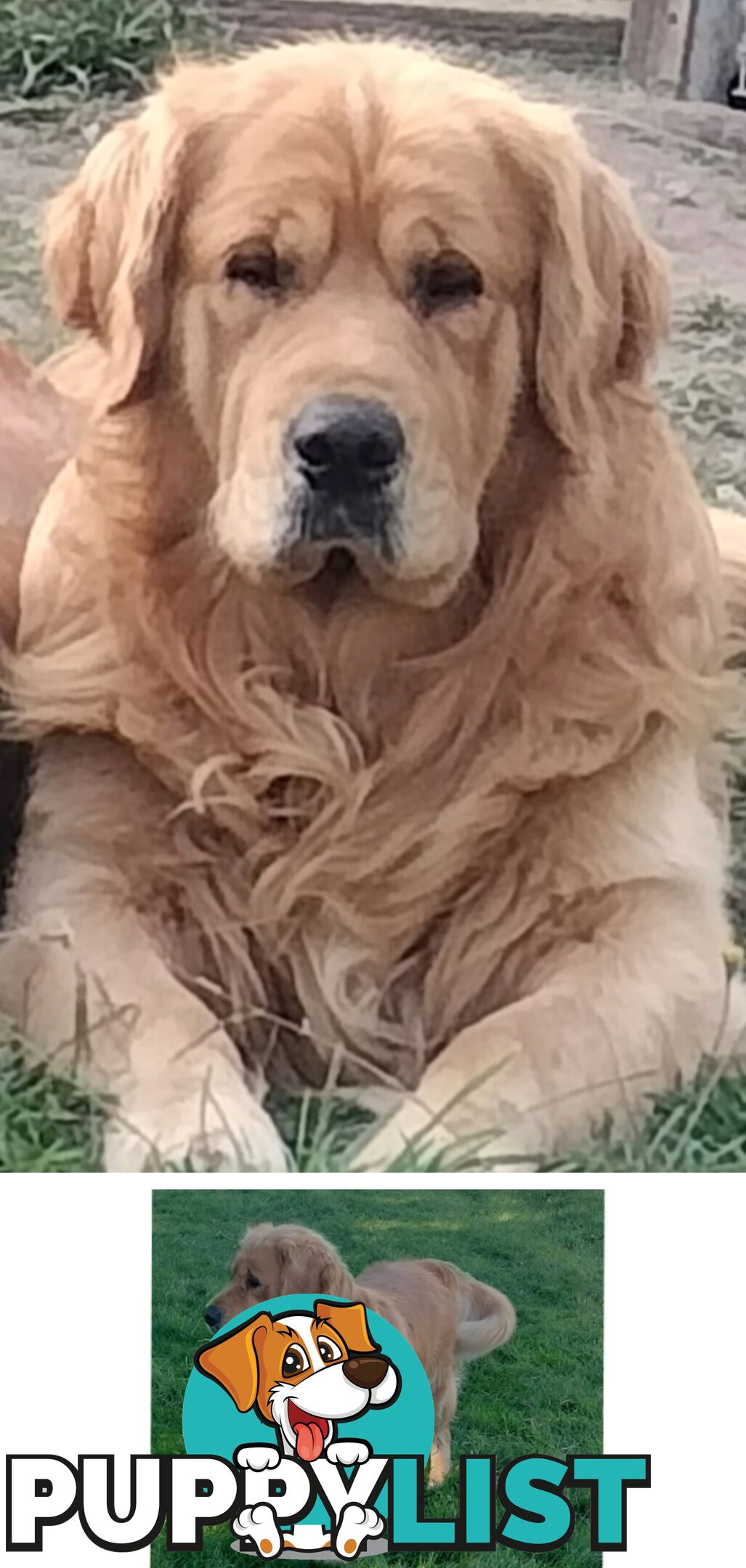 100% Purebred gold retriever