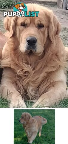 100% Purebred gold retriever