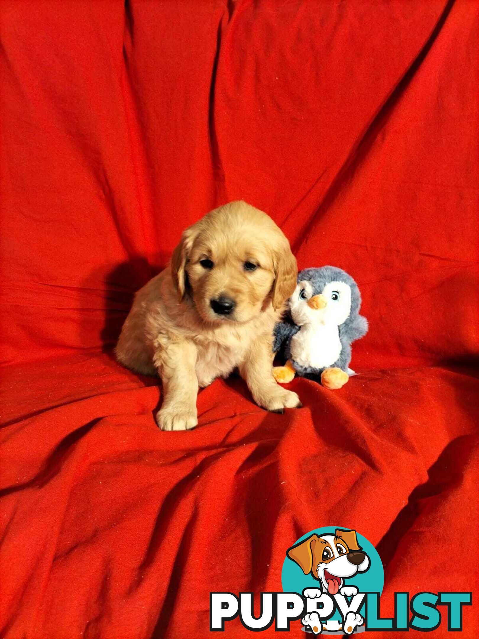 100% Purebred gold retriever